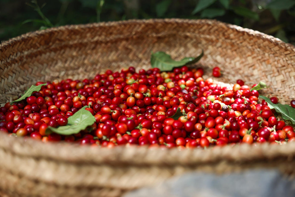 COLOMBIA JAVA - Nebo specialty coffee Roastery